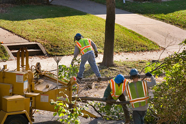 How Our Tree Care Process Works  in Madison, GA